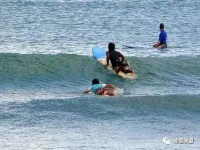 宠物狗怎么安乐死?-专业问答交流平台想问就问